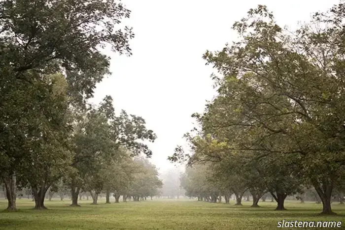 Perfección de Pecanas de Río de Caña Premium-Hornee desde Cero